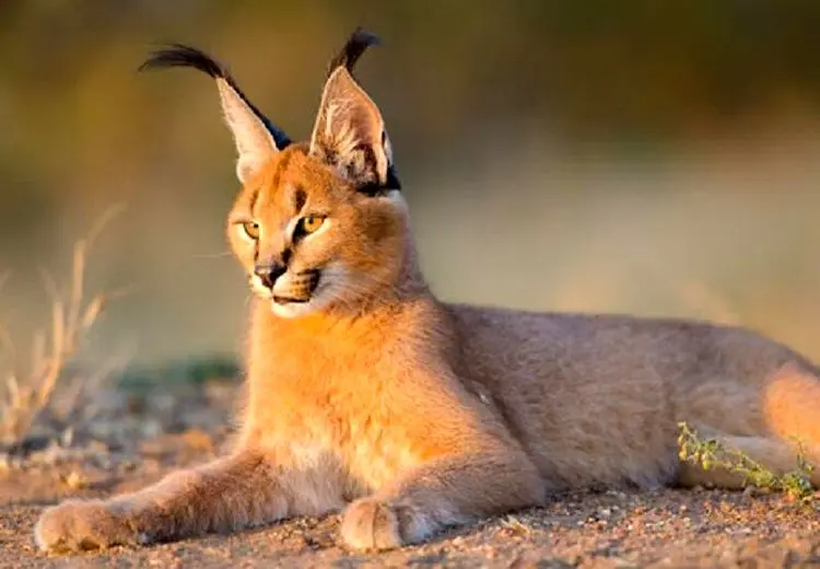  مرگ گونه‌های ارزشمند حیات وحش در کلینیک پردیسان در پی بی‌توجهی سازمان محیط زیست
