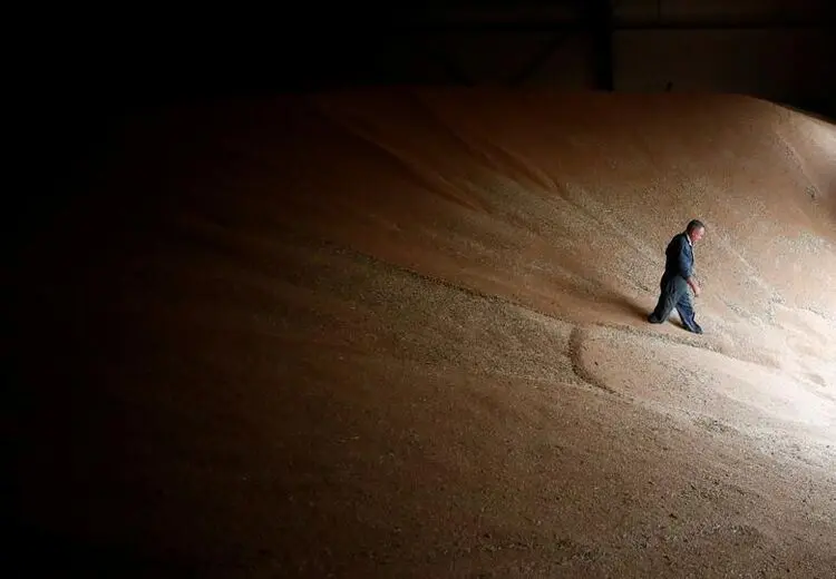 پیاده روی گندم