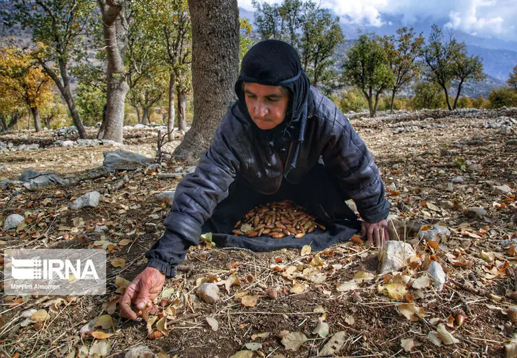 جمع آوری بلوط