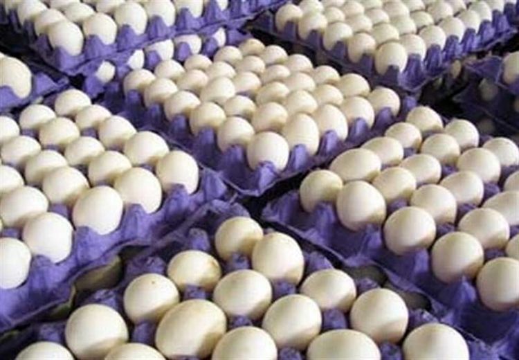 تخم مرغ‌های وارداتی با ارز 4200 تومانی وارد بازار شد!