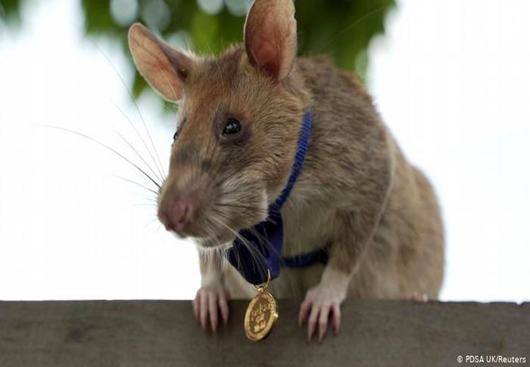 نشان شجاعت برای موش مین‌یاب