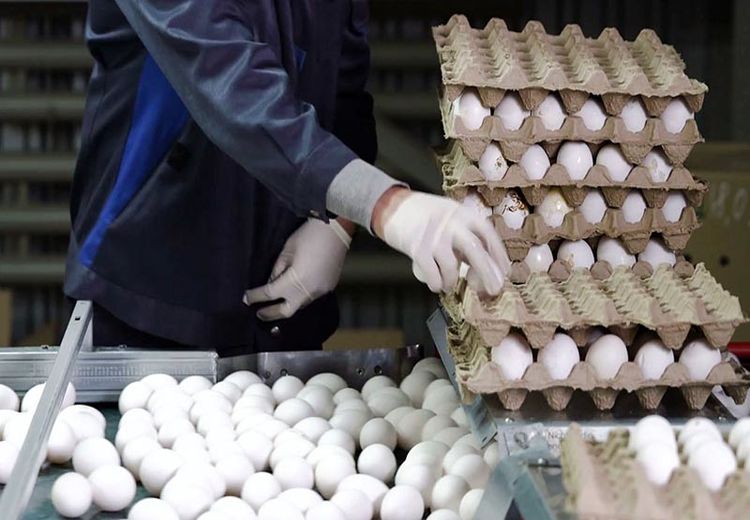 چرا تخم‌مرغ دو برابر قیمت در مرغداری به دست مصرف‌کننده می‌رسد؟