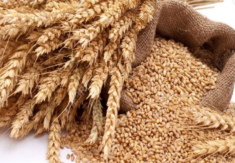 واردات گندم توسط بخش خصوصی همچنان ممنوع است