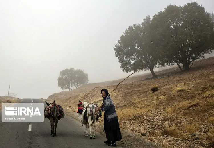 در جنگل بلوط