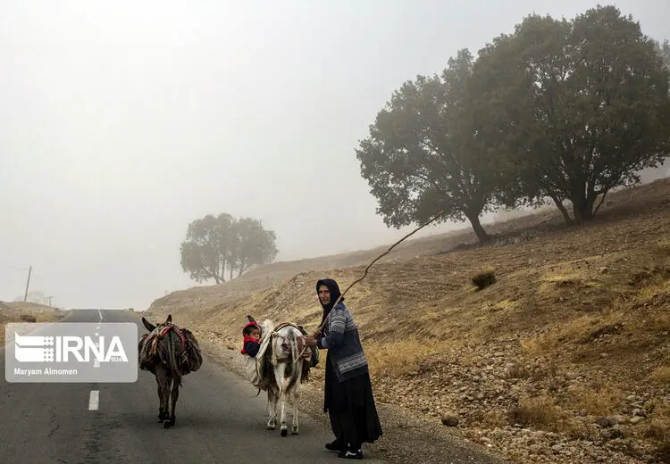 در جنگل بلوط