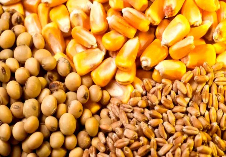 ترخیص ۸.۶ میلیون تن نهاده دامی از گمرکات در ۸ ماه