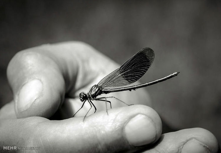 اثبات نظریه داروین درباره حشرات پس از 160 سال