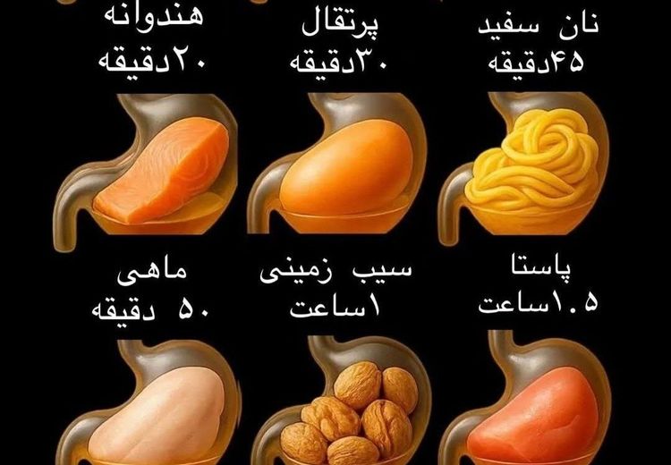 چقدر طول می‌کشد تا غذاهای رایج هضم شوند؟