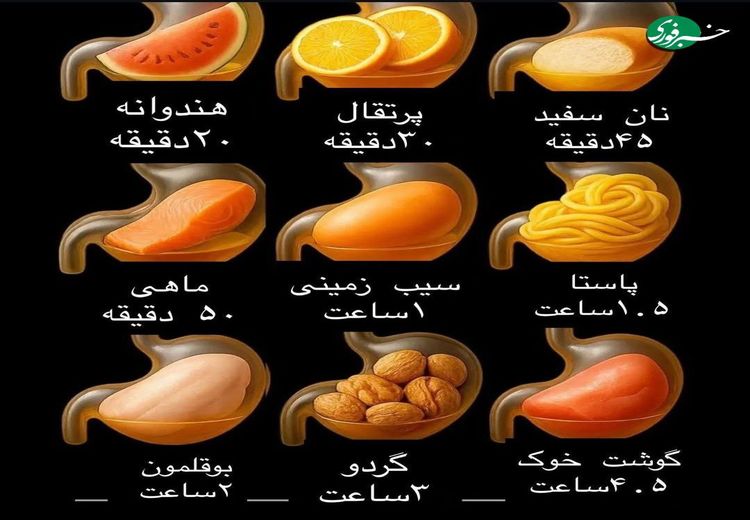 چقدر طول می‌کشد تا غذاهای رایج هضم شوند؟