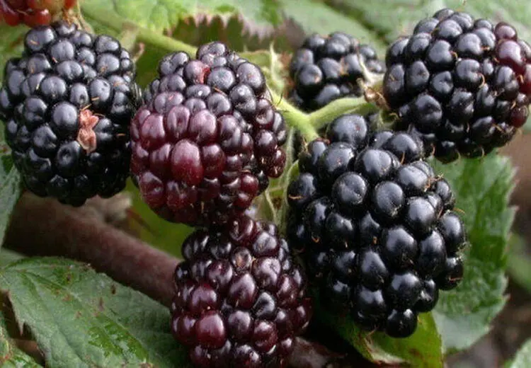 فواید بی نظیر این میوه تابستانی را دست کم نگیرید