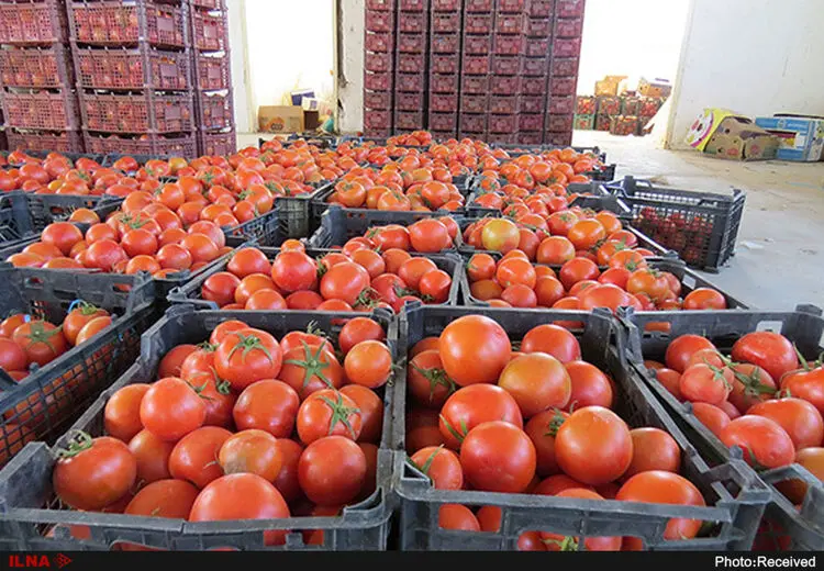  گوجه فرنگی ارزان می‌شود