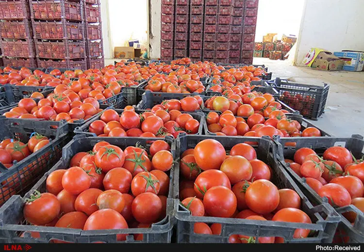  گوجه فرنگی ارزان می‌شود