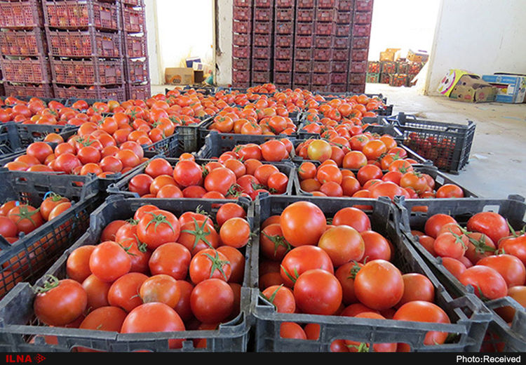 گوجه فرنگی گران شد/ علت افزایش ۱۰ هزار تومانی قیمت در میادین چیست؟
