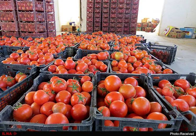  گوجه فرنگی ارزان می‌شود