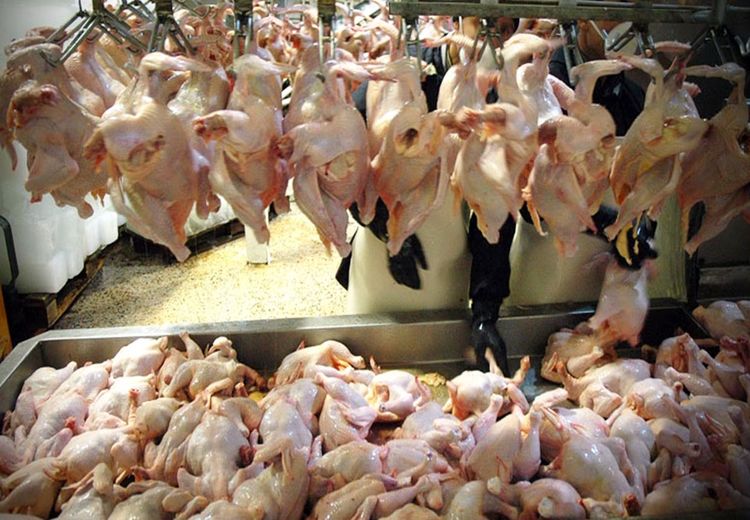 فروش مرغ بیش از ۲۷هزارتومان گرانفروشی است/ برخی استان ها راه خروج مرغ را بسته اند