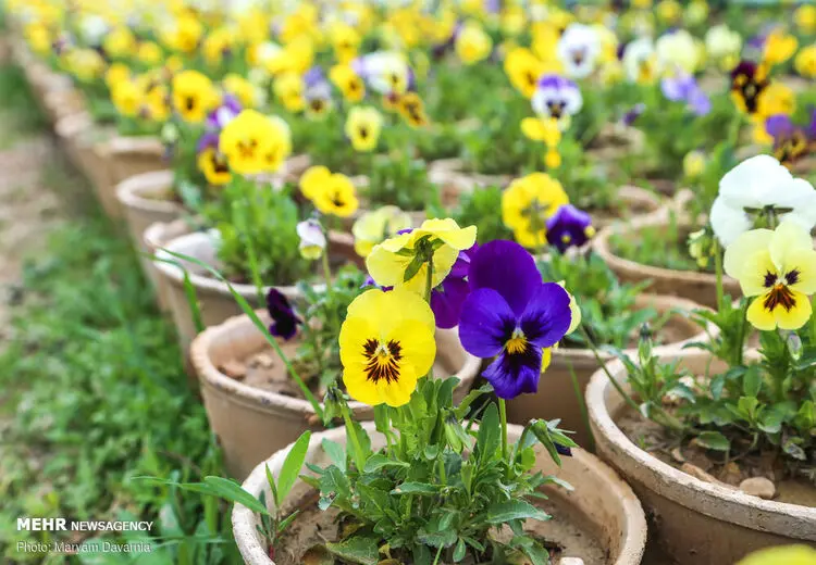 صدای پای بهار