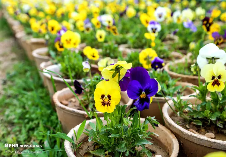 صدای پای بهار