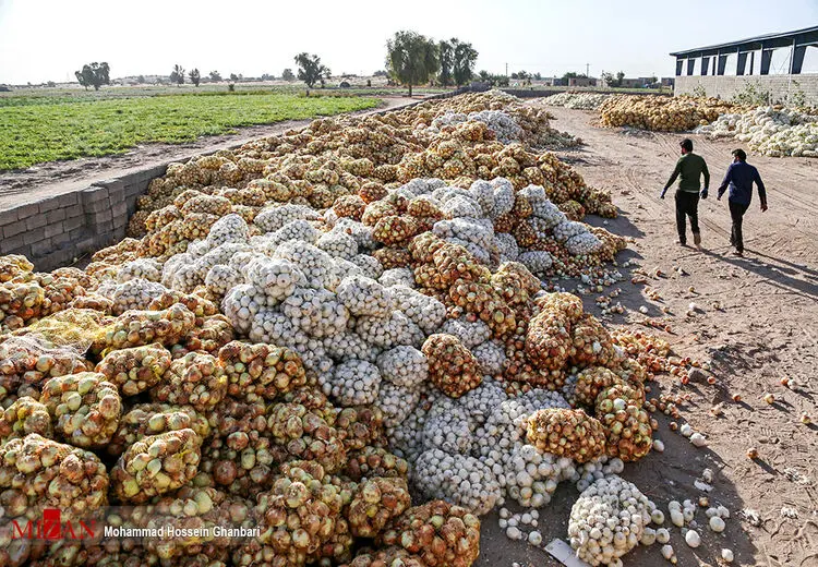 حراج پیاز
