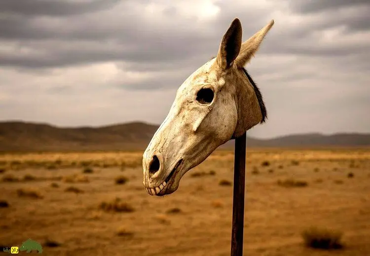 کاربرد عجیب جمجمه الاغ در برخی شهرهای ایران!