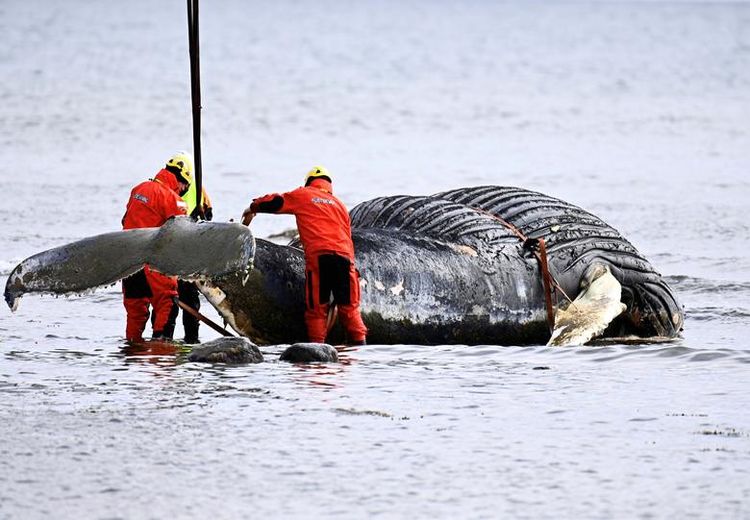 تلاش برای نجات نهنگ