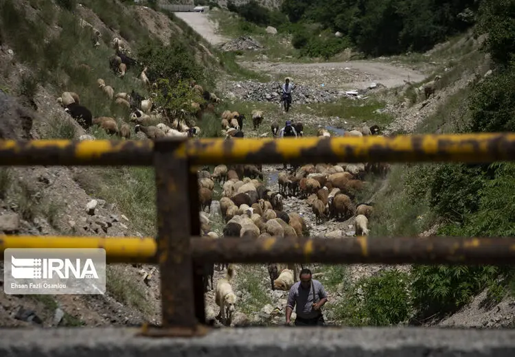 کوچ بهاره دامداران