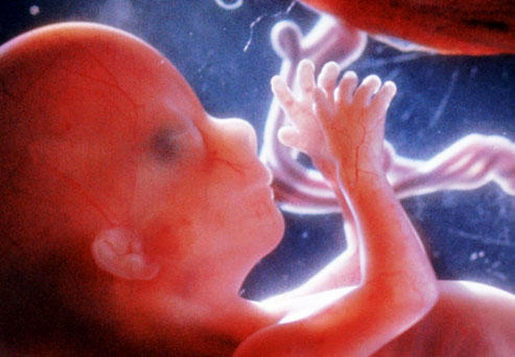 نجات ۱۶۲ جنین از سقط در یزد
