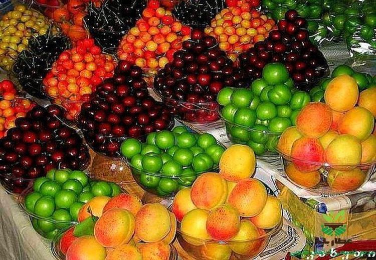 کاهش قیمت میوه در بازار/ نرخ هر کیلو آلبالو ۳۵ هزار تومان