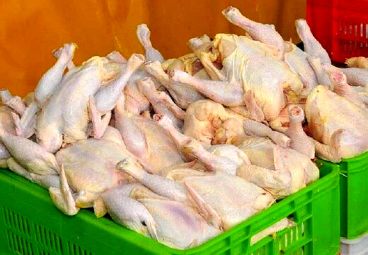 توصیه تغذیه‌ای: شهروندان «مرغ سایز» خریداری کنند