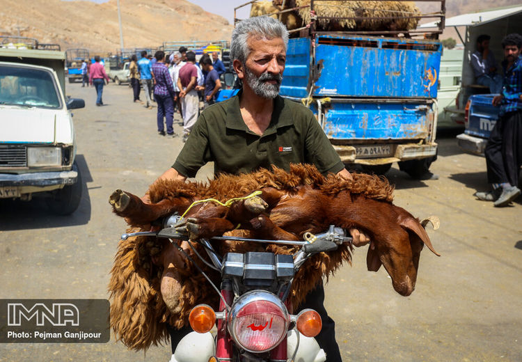 بازار فروش دام‌ در عید قربان