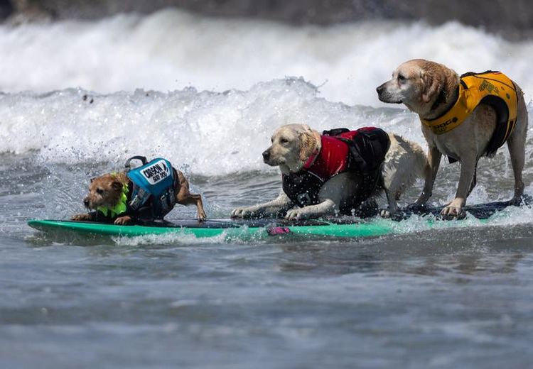 مسابقه موج‌سواری سگ‌ها