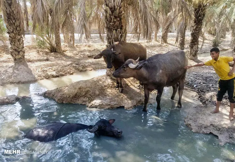 آب بازی گاومیش