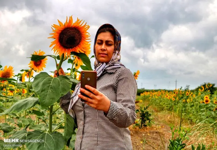 سلفی با آفتابگردان