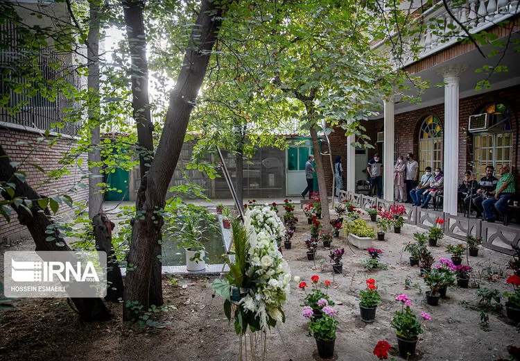 علاقمندان سایه در کنار ارغوان