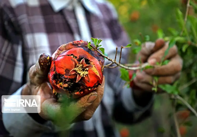 انارهای آفت زده