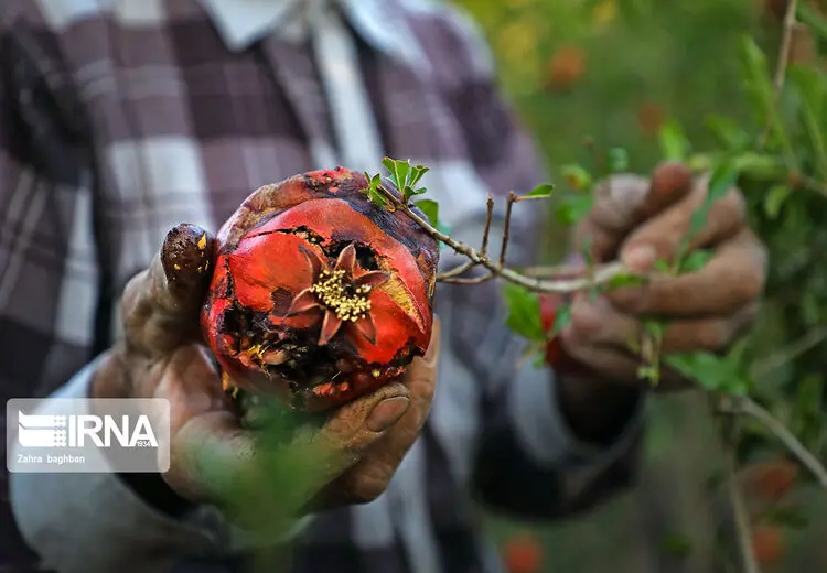 انارهای آفت زده