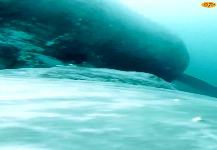 ثبت لحظه نادر شیردادن نهنگ به بچه‌اش