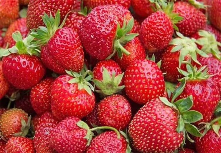 روش شستن صحیح توت فرنگی