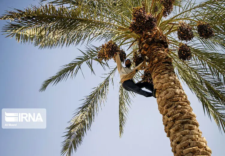 برداشت خرما