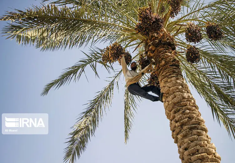 برداشت خرما