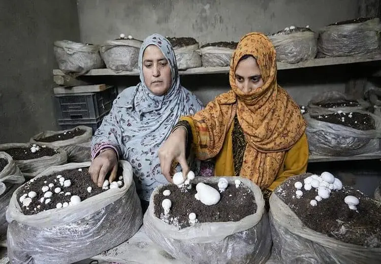 پرورش قارچ زنان کشمیری