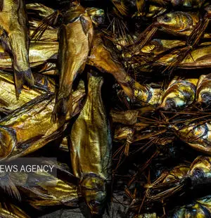 صفر تا صد ماهی دودی