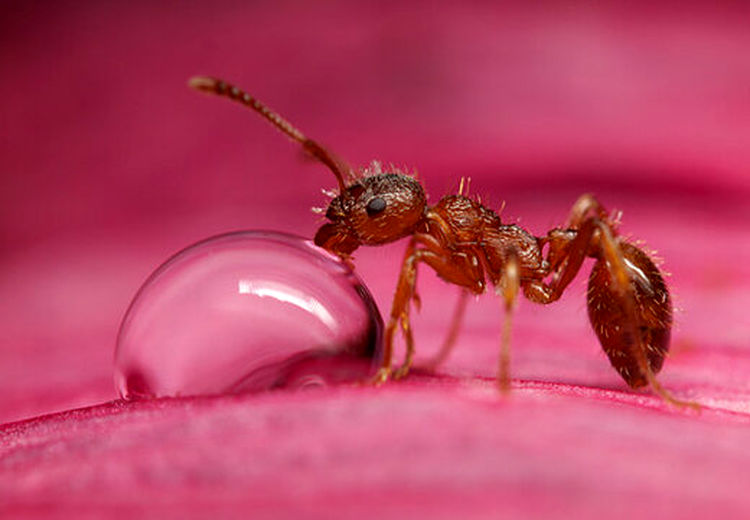 مورچه‌ها ناجی جان انسان‌ها خواهند شد؟/ توانایی حیرت‌آور مورچه‌ها در تشخیص بیماری سرطان