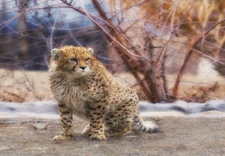 پسر جذاب “ایران “