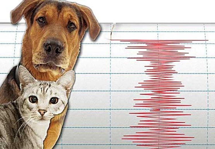 آیا حیوانات می‌توانند وقوع زلزله را پیش‌بینی کنند؟