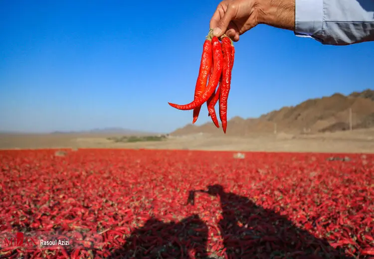خواص عجیب و باورنکردنی فلفل