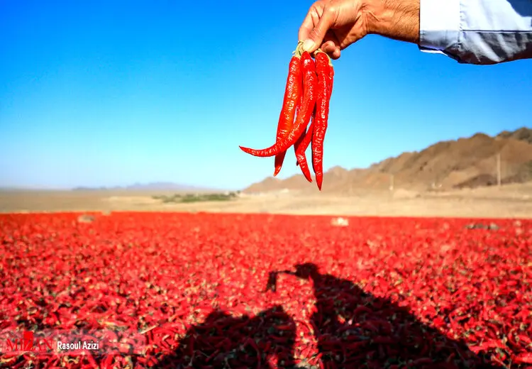 خواص عجیب و باورنکردنی فلفل