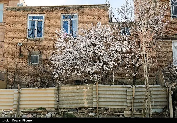 شکوفه بهاری