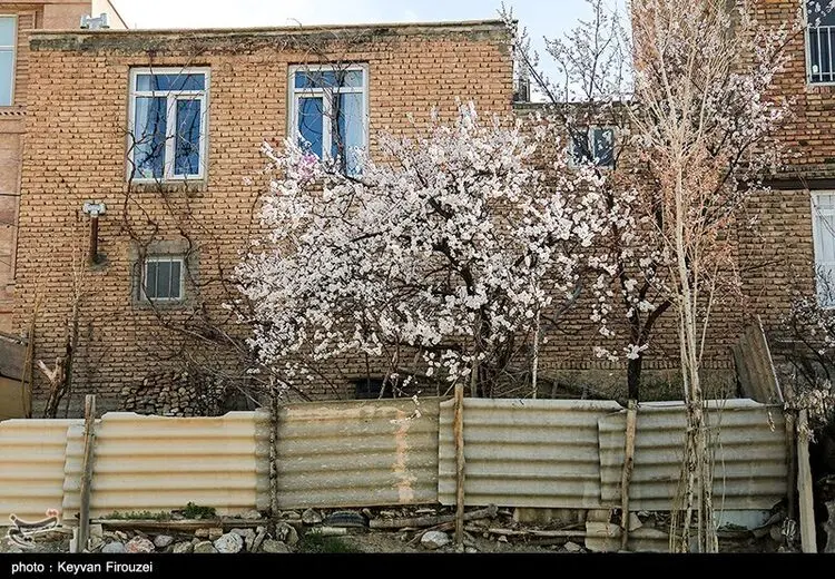 شکوفه بهاری