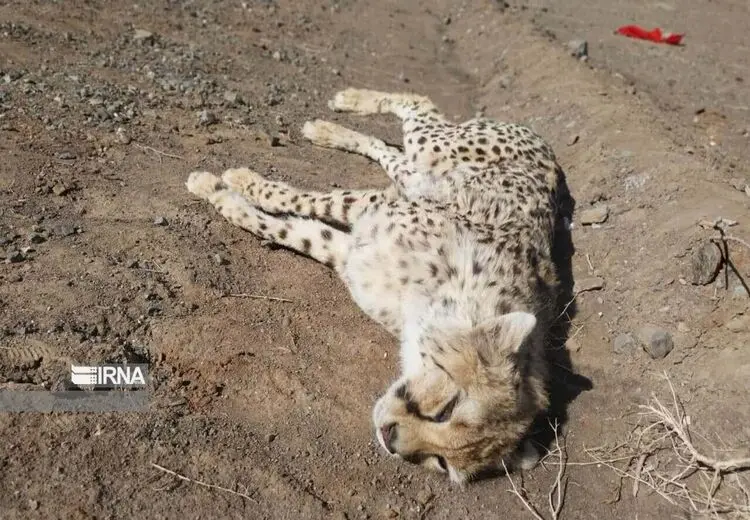 تایید بارداری یوزپلنگ تلف شده در سمنان/ “ماجراد” سه جنین داشت