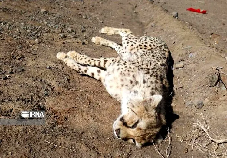 تایید بارداری یوزپلنگ تلف شده در سمنان/ “ماجراد” سه جنین داشت